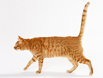 Free Stock Photo: An orange cat isolated on a white background.