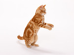 Free Stock Photo: An orange cat isolated on a white background