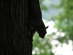 Free Stock Photo: Squirrel silhouette