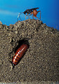 Free Stock Photo: Cross section of a tunnel with a corn earworm pupa and a Diapetimorpha Introita wasp
