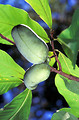Free Stock Photo: Pawpaw fruit growing on a tree
