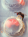 Free Stock Photo: A female Catolaccus grandis wasp homing in on a boll weevil larva