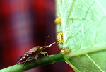 Free Stock Photo: A Mexican bean beetle larva being eaten by a spined soldier bug