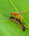 Free Stock Photo: An Aleiodes Indiscretus wasp parasitizing a gypsy moth caterpillar