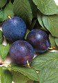 Free Stock Photo: Bluebyrd plums and leaves