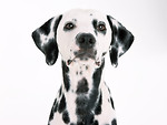 Free Stock Photo: A dalmatian isolated on a white background