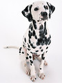 Free Stock Photo: A dalmatian isolated on a white background