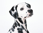 Free Stock Photo: A dalmatian isolated on a white background