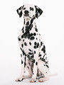 Free Stock Photo: A dalmatian isolated on a white background