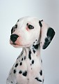 Free Stock Photo: A dalmatian isolated on a white background.