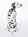 Free Stock Photo: A dalmatian isolated on a white background