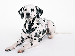 Free Stock Photo: A dalmatian isolated on a white background