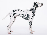 Free Stock Photo: A dalmatian isolated on a white background
