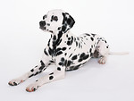Free Stock Photo: A dalmatian isolated on a white background