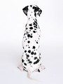 Free Stock Photo: A dalmatian isolated on a white background