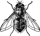 Free Stock Photo: Illustration of a housefly