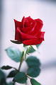 Free Stock Photo: A red rose