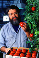 Free Stock Photo: A researcher examining tomatoes