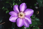 Free Stock Photo: A purple clematis hybrid flower