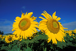 Free Stock Photo: A field of sunflowers