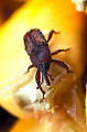 Free Stock Photo: Close-up of a maize weevil