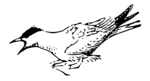 Free Stock Photo: Illustration of an arctic tern