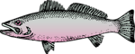Free Stock Photo: Illustration of a fish