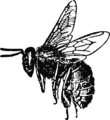 Free Stock Photo: Illustration of a bee