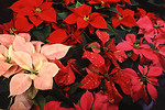 Free Stock Photo: Red and pink poinsettias