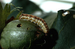 Free Stock Photo: A corn earworm on an immature cotton boll