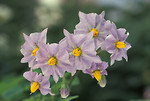 Free Stock Photo: Purple potato flowers