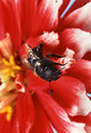 Free Stock Photo: A blue orchard bee pollinating a zinnia