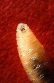 Free Stock Photo: Tusklike mandibles protruding from the screwworm larva