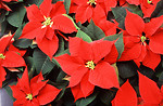 Free Stock Photo: Red poinsettia flowers