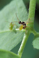 Free Stock Photo: A wasp preparing to lay an egg in a tarnished plant bug