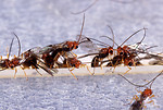 Free Stock Photo: Biosteres arisanus wasps inject their eggs into oriental fruit fly eggs