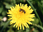 Free Stock Photo: A bee on a dandelion
