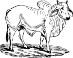 Free Stock Photo: Illustration of a brahma bull