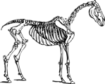 Free Stock Photo: Illustration of a horse skeleton