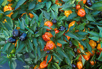 Free Stock Photo: Miniature bell peppers growing on a plant