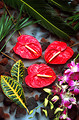 Free Stock Photo: Orchids and anthurium flowers