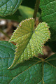 Free Stock Photo: Leaves of a Concord grape plant