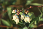 Free Stock Photo: Close-up of white flowers on a blueberry plant