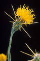 Free Stock Photo: Close-up of yellow starthistle (Centaurea solstitialis)
