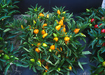 Free Stock Photo: Compact orange pepper plants