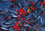 Free Stock Photo: A dazzling dwarf ornamental pepper plant