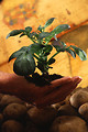 Free Stock Photo: A hand holding a young potato plant