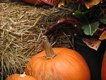 Free Stock Photo: Pumpkins and straw