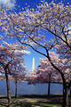 Free Stock Photo: Resplendent cherry trees from Japan ring the Tidal Basin at Washington, D.C.
