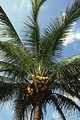 Free Stock Photo: A Manila dwarf coconut palm tree